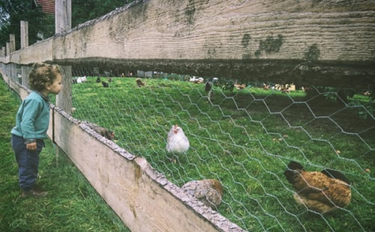 POULTRY NETTING