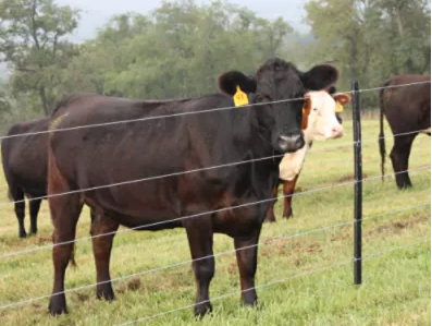 ELECTRIC FENCE WIRE