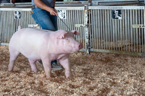 SHOW PIG FEEDS