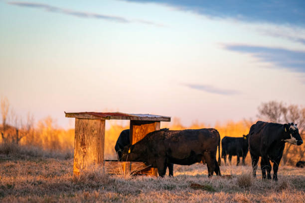 CATTLE MINERAL