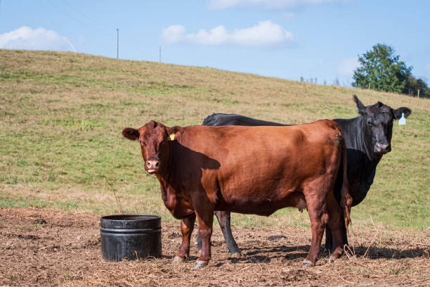 CATTLE TUBS