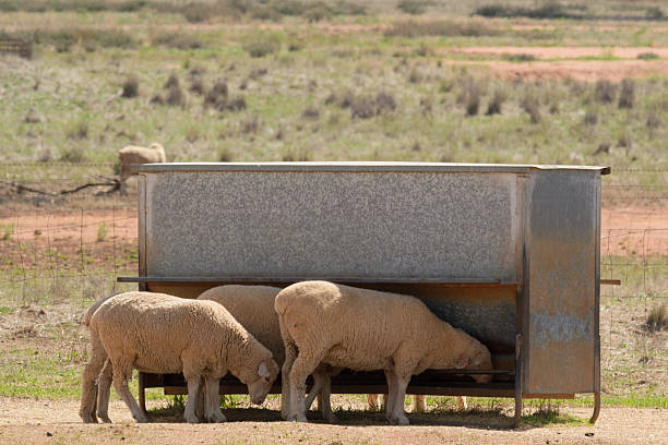 SHEEP &amp; GOAT FEEDERS