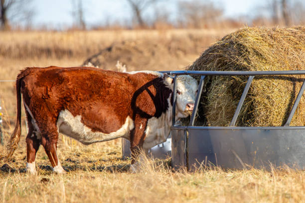 HAY FEEDERS