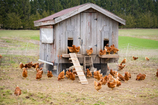 CHICKEN COOPS