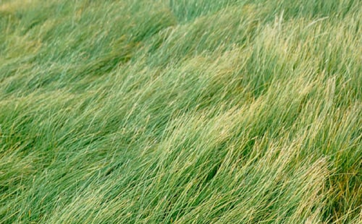 SEED
