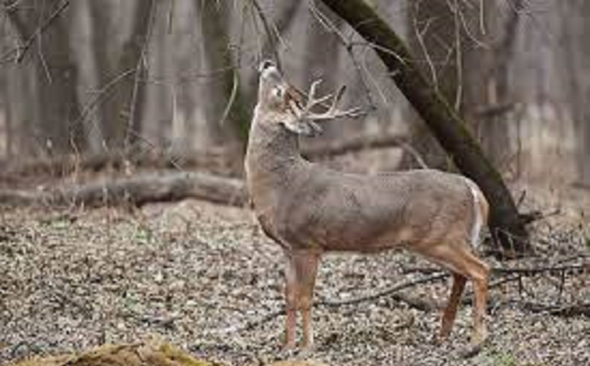 ATTRACTANTS &amp; MINERALS