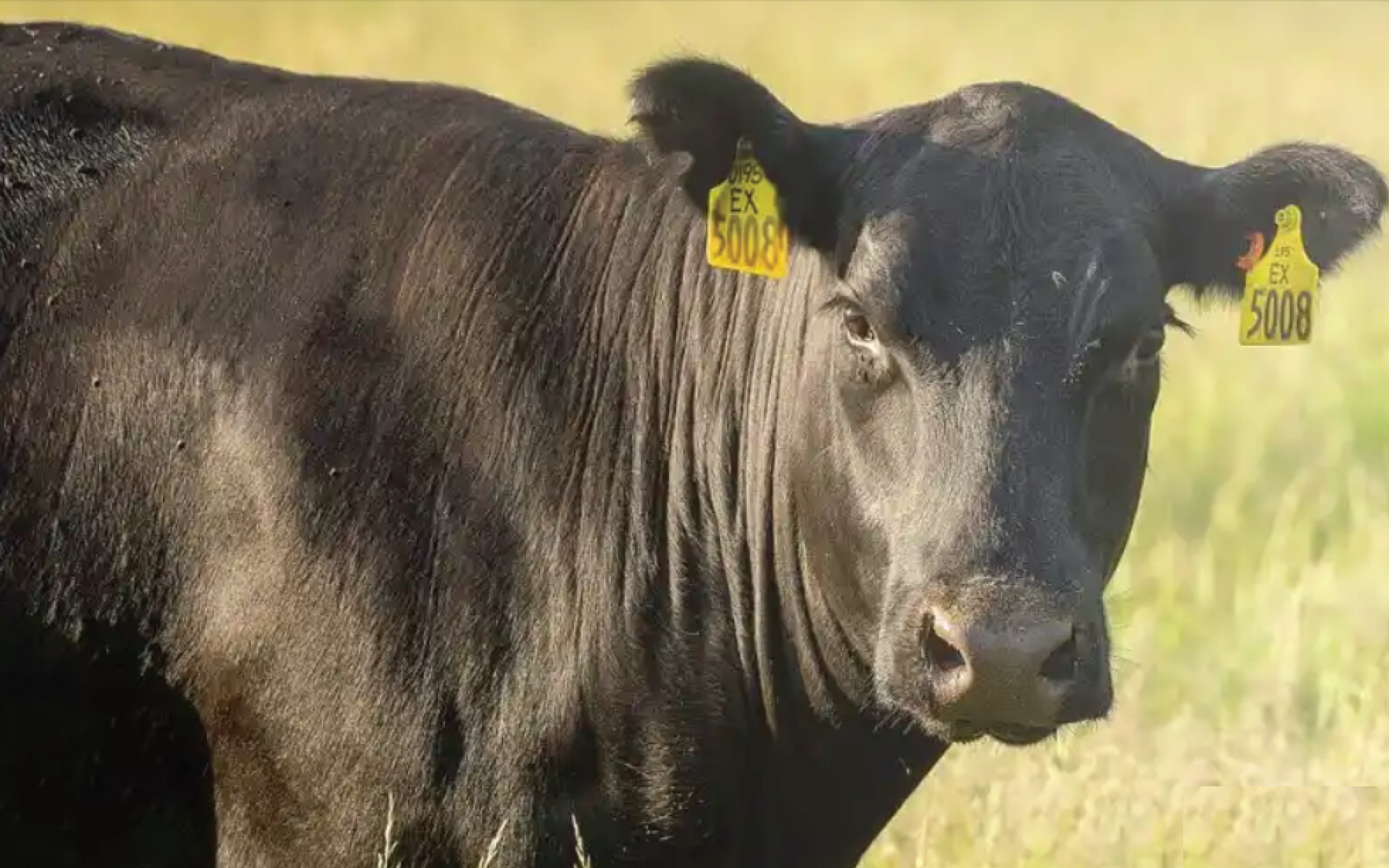 LIVESTOCK IDENTIFICATION