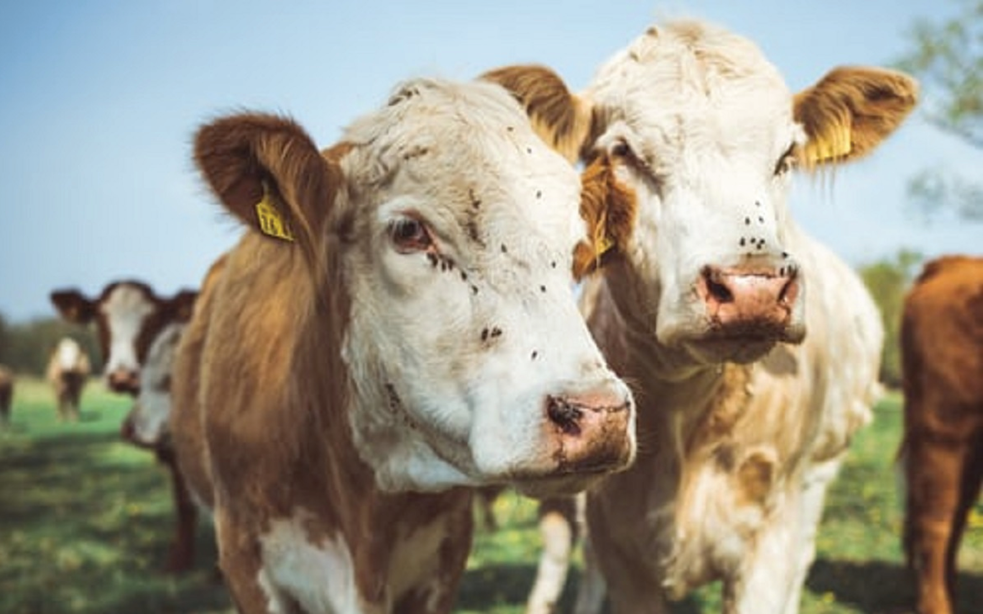 INSECT CONTROL PRODUCTS