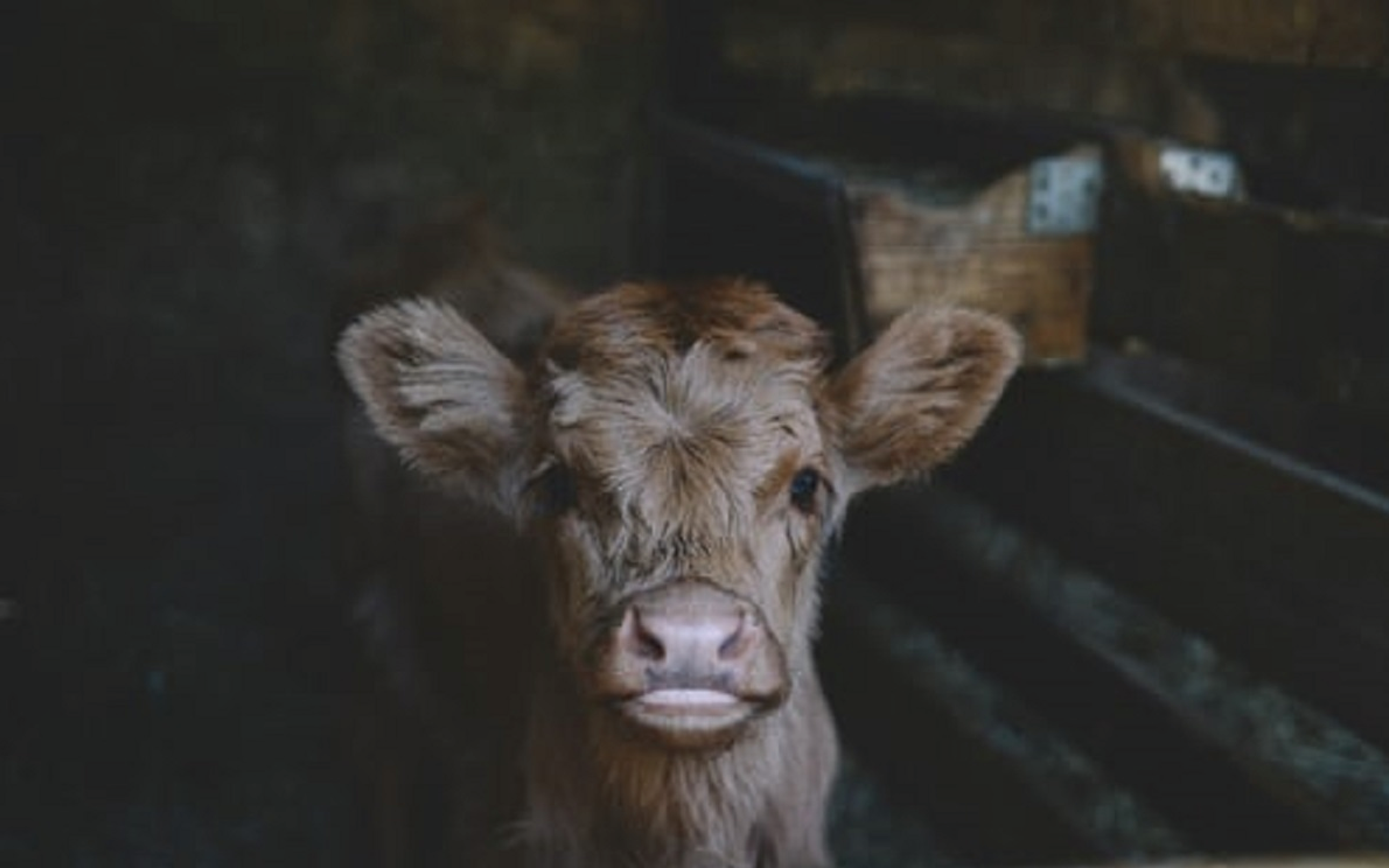 MILK REPLACER &amp; BOTTLES
