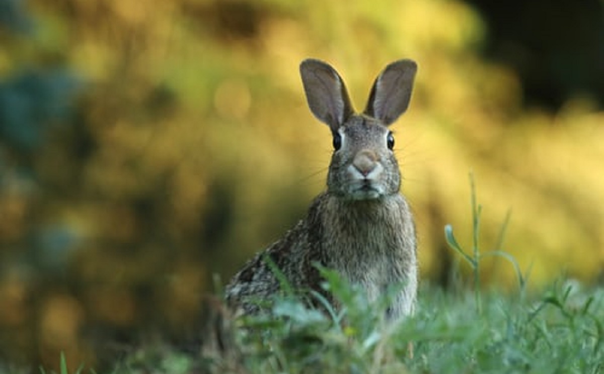 7- RABBIT &amp; SMALL ANIMAL FEEDS