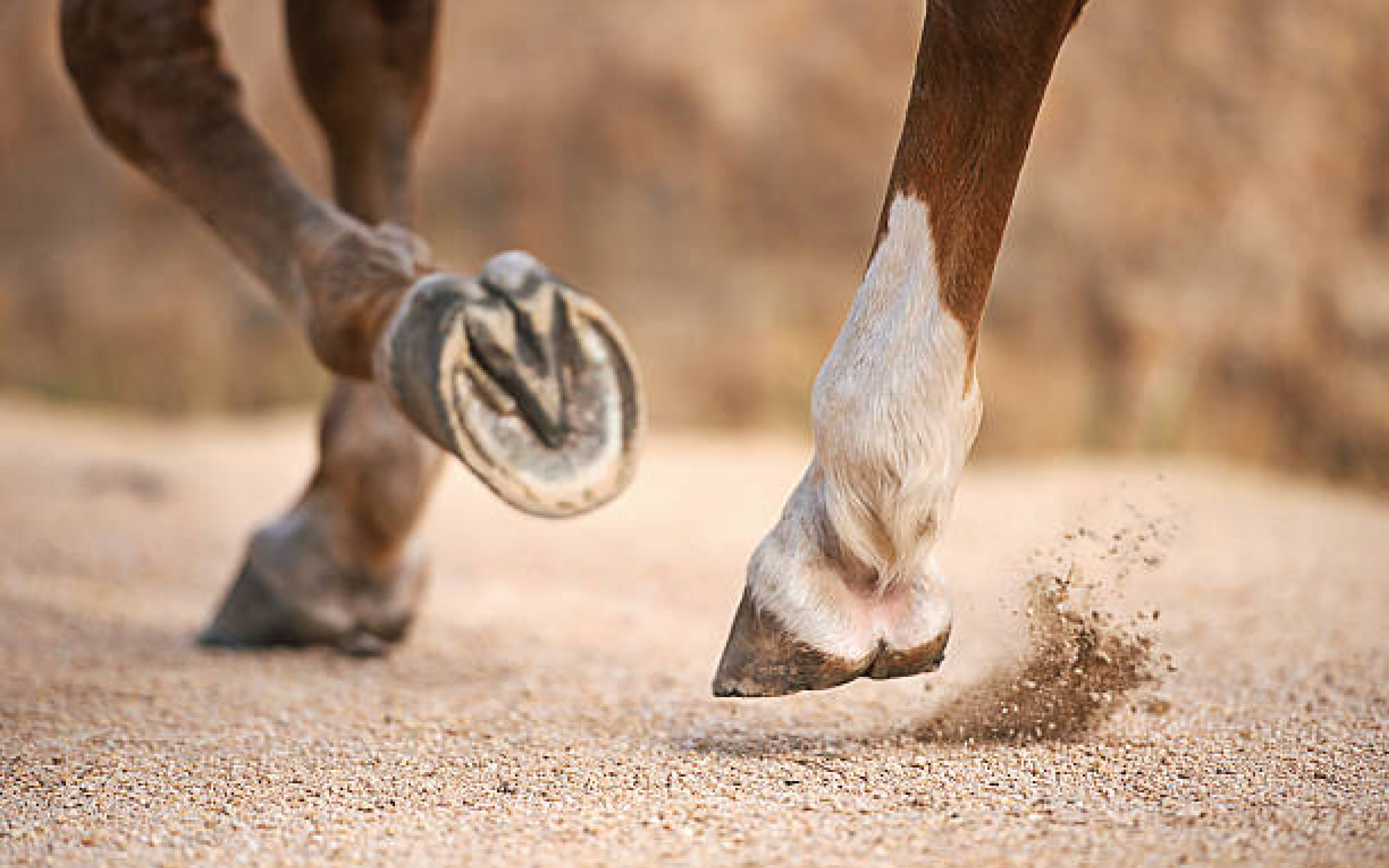 HOOF CARE