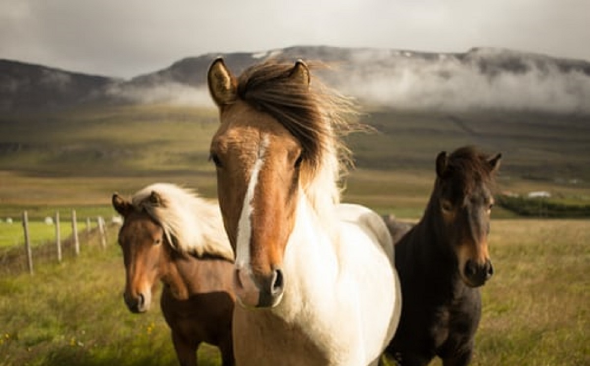 EQUINE MINERAL &amp; TUBS