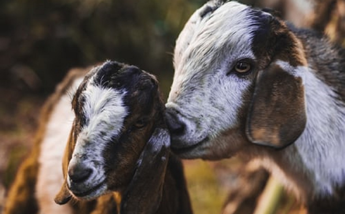 SHEEP &amp; GOAT MINERAL &amp; TUBS