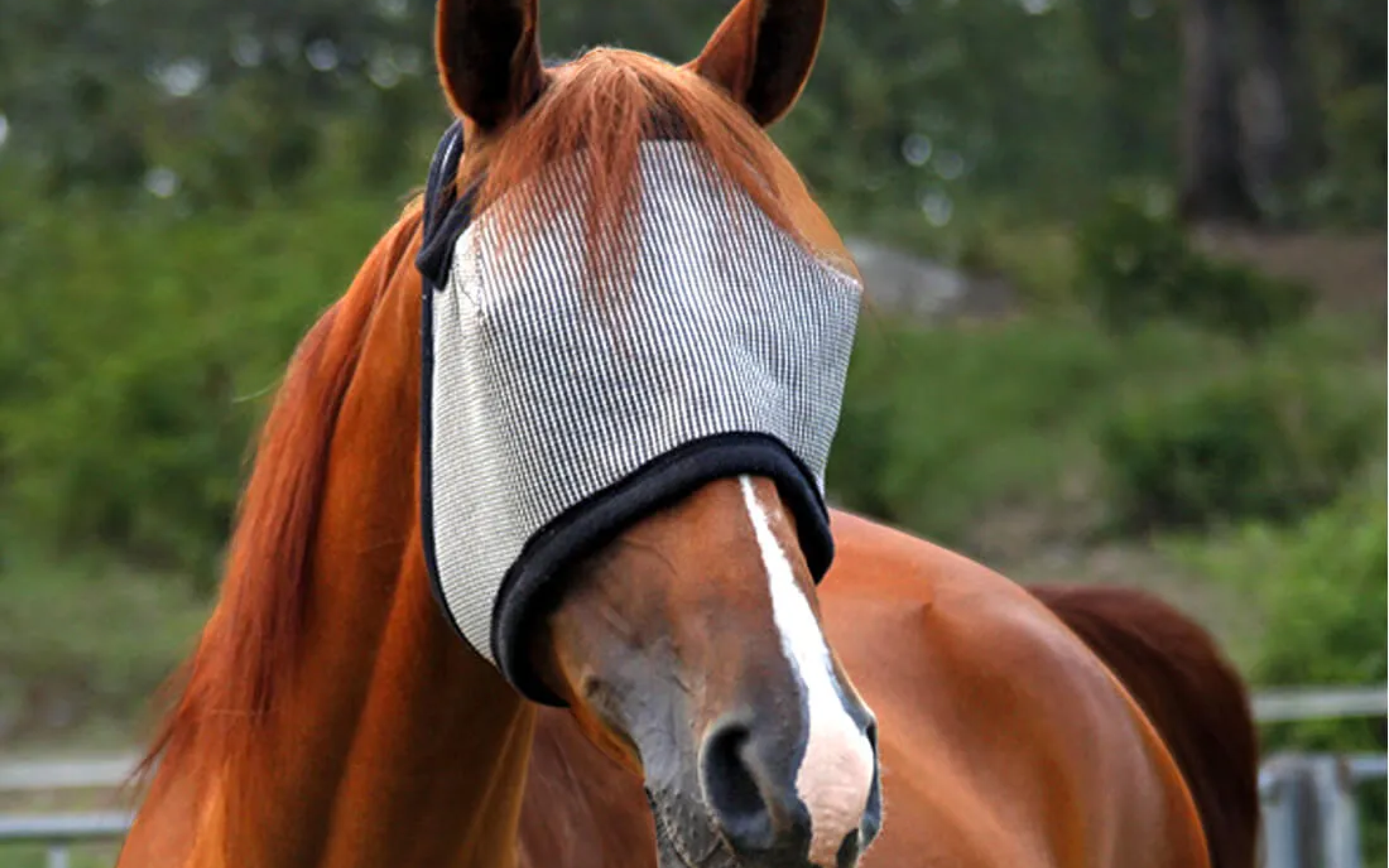 FLY MASKS