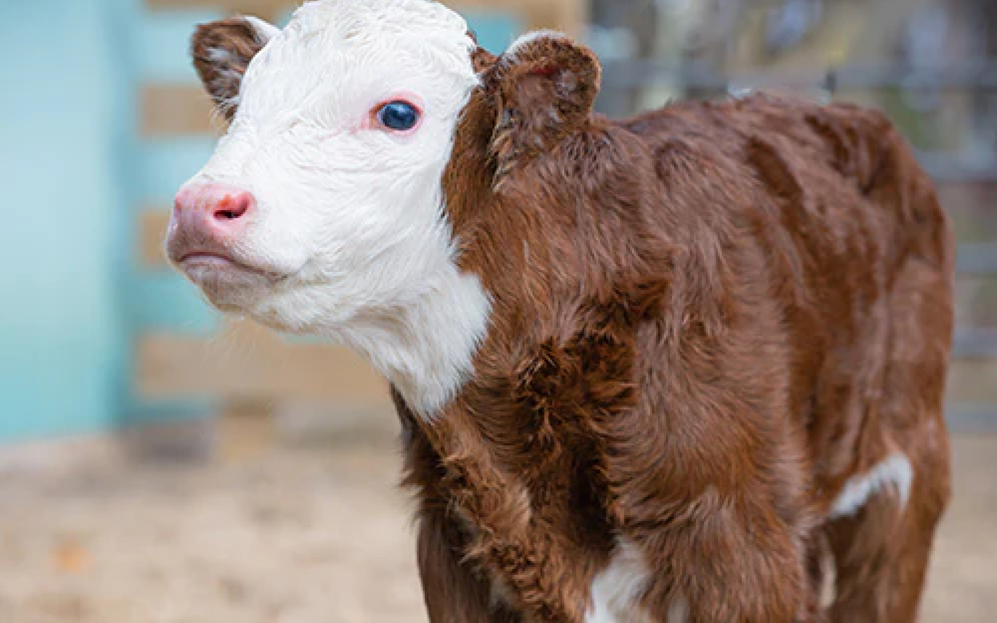 MILK REPLACERS
