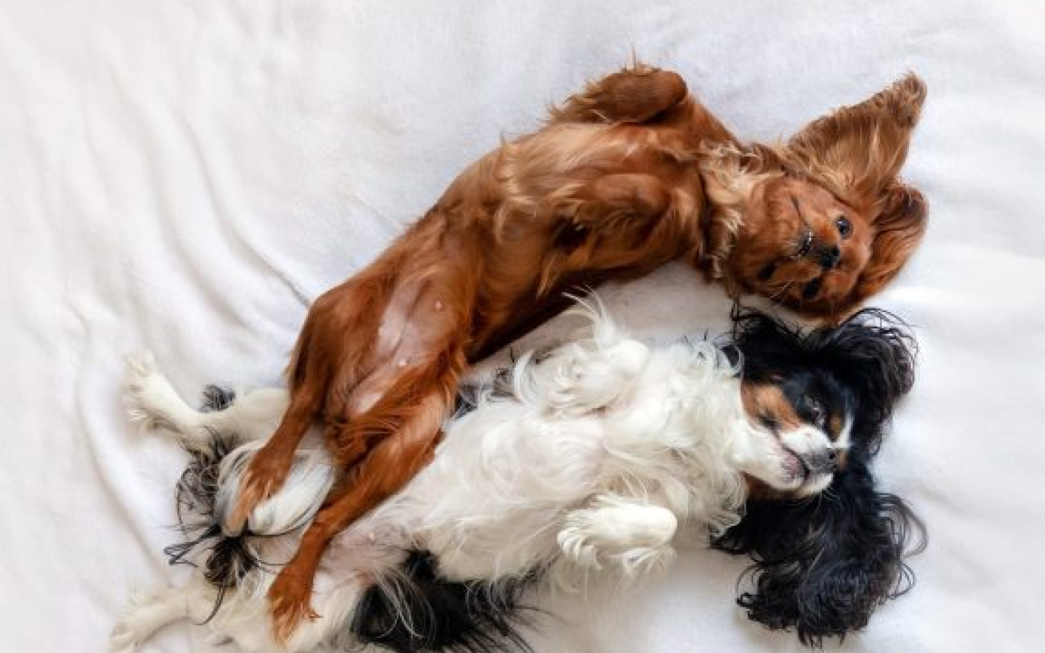 DOG PRODUCTS