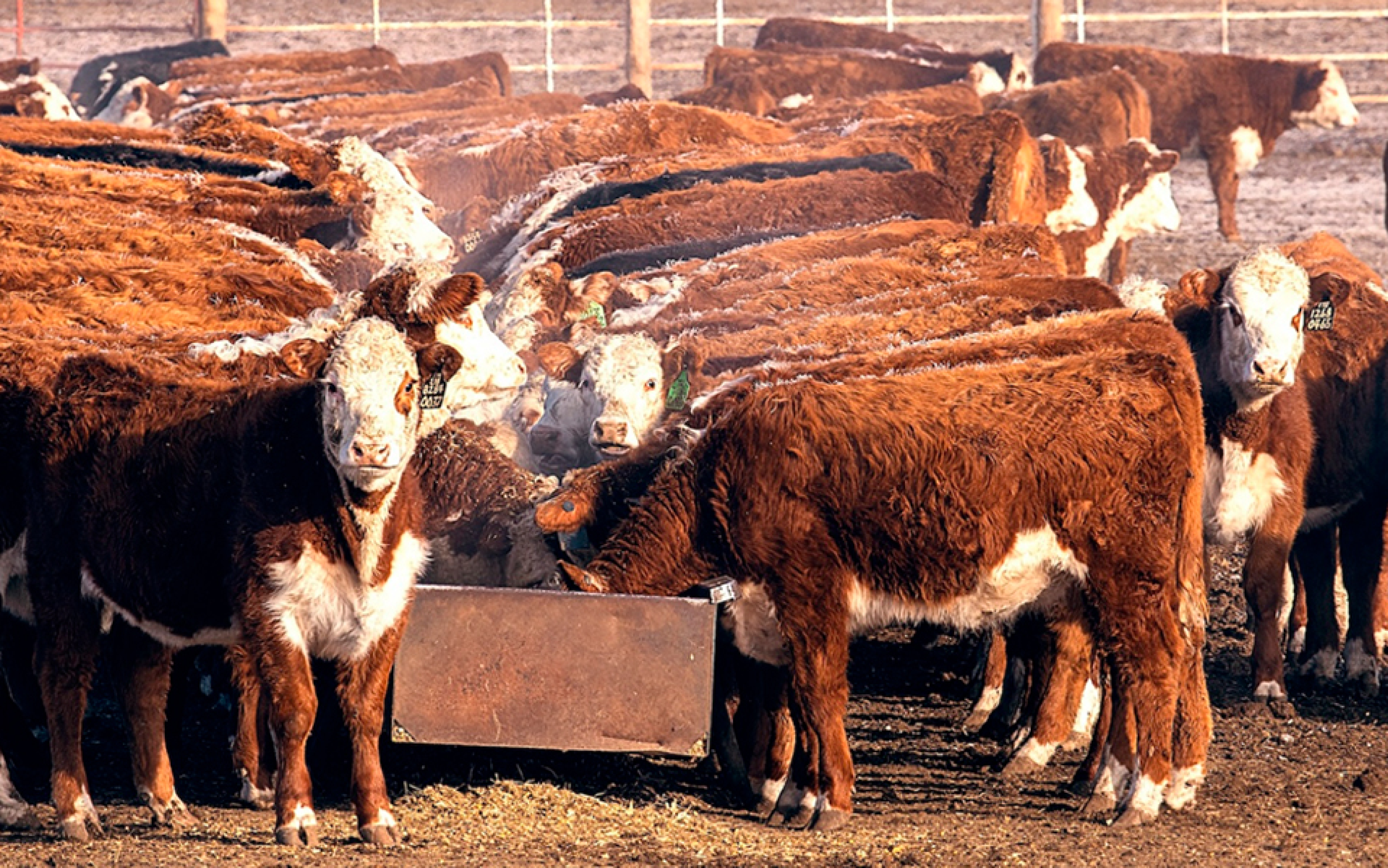 CATTLE PRODUCTS