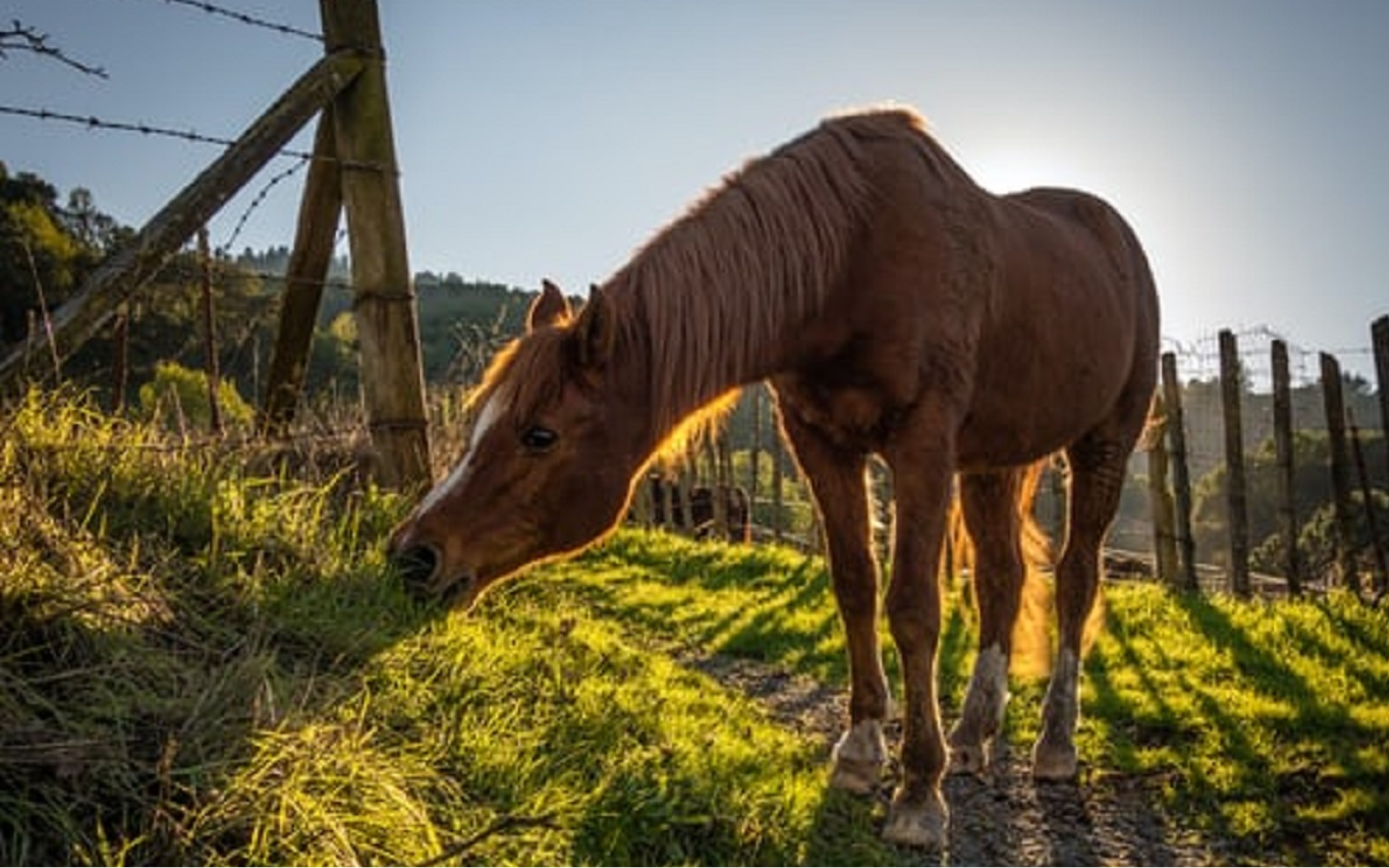 HORSE PRODUCTS