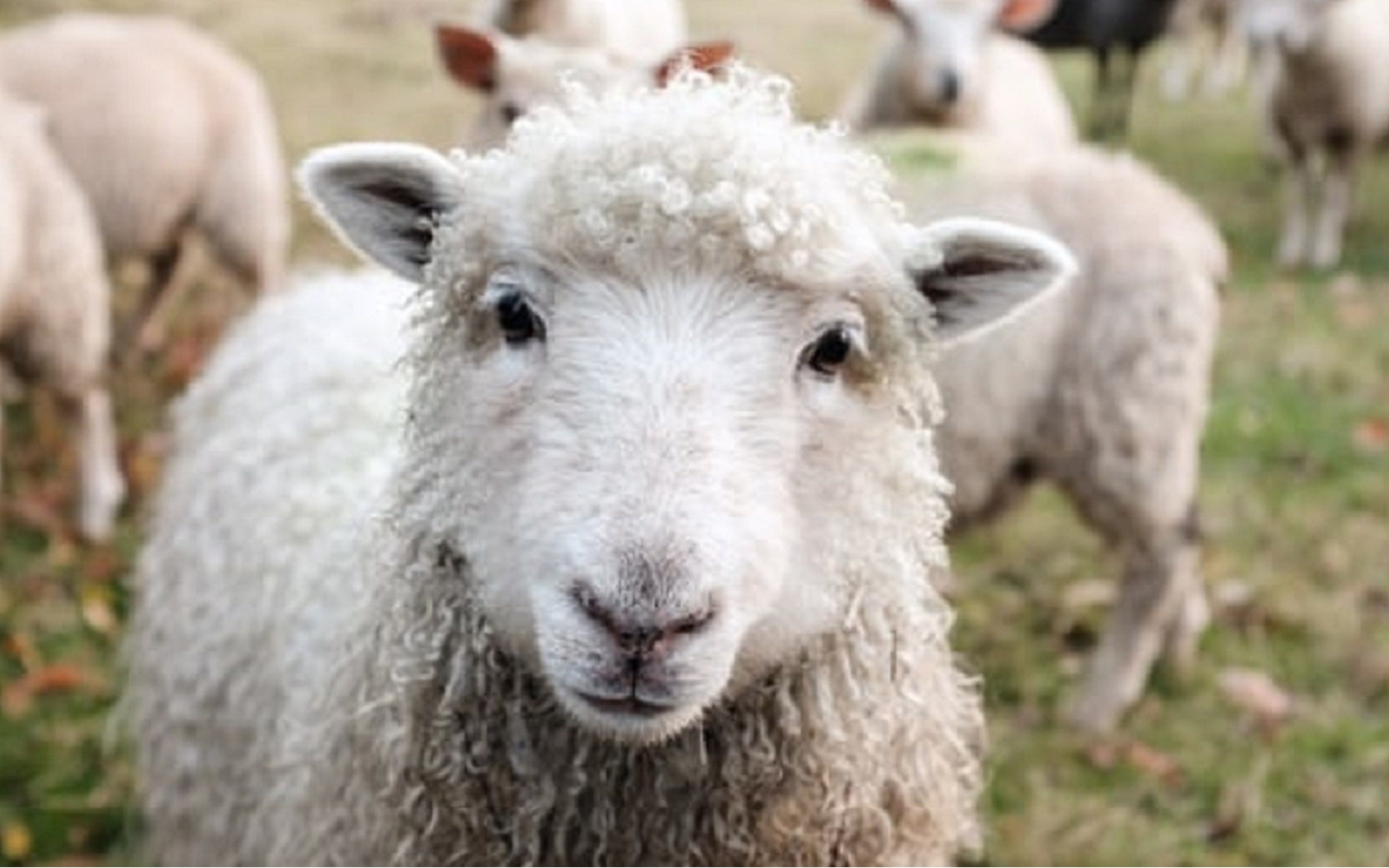 SHEEP &amp; GOAT PRODUCTS