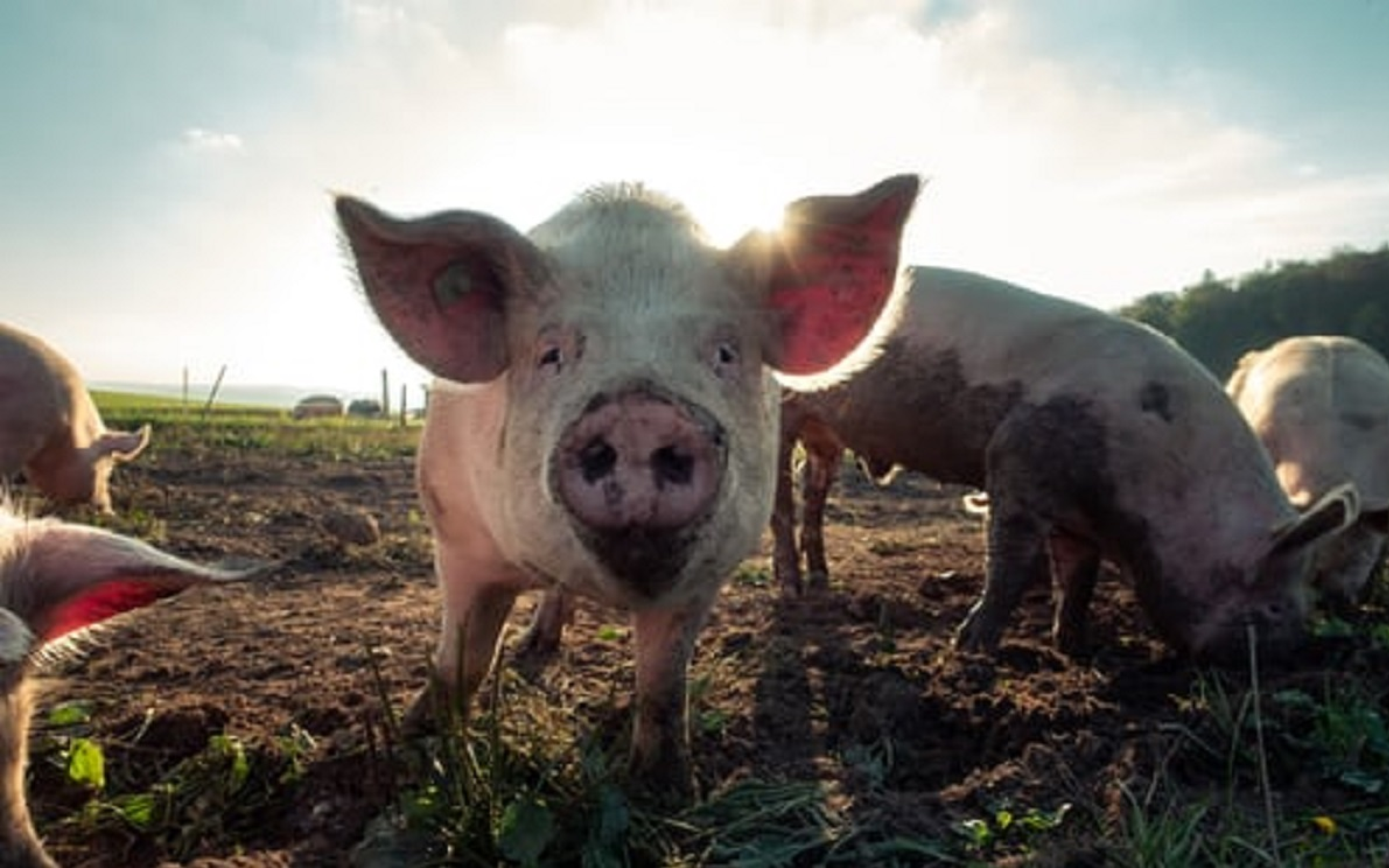 SWINE PRODUCTS