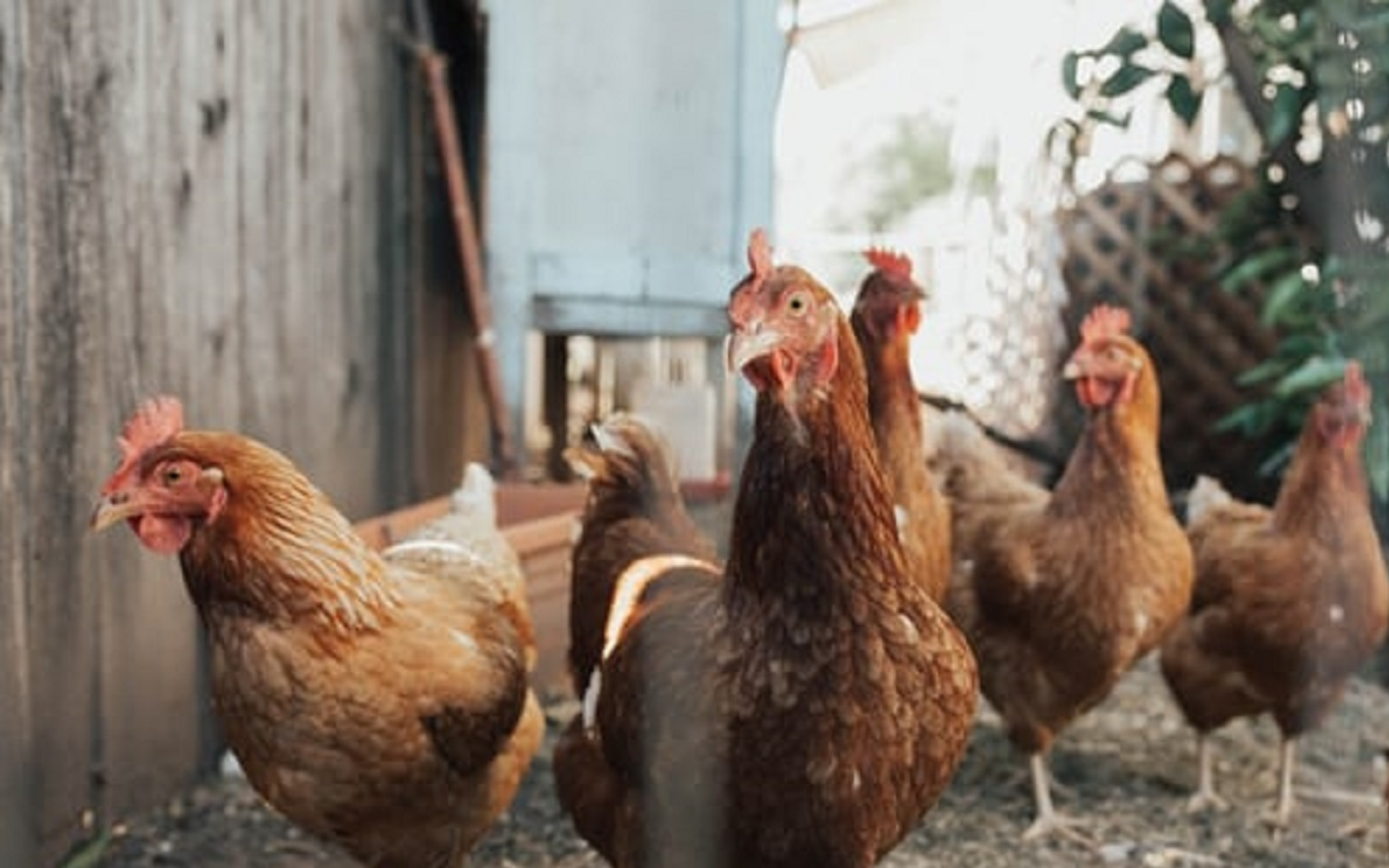 POULTRY PRODUCTS