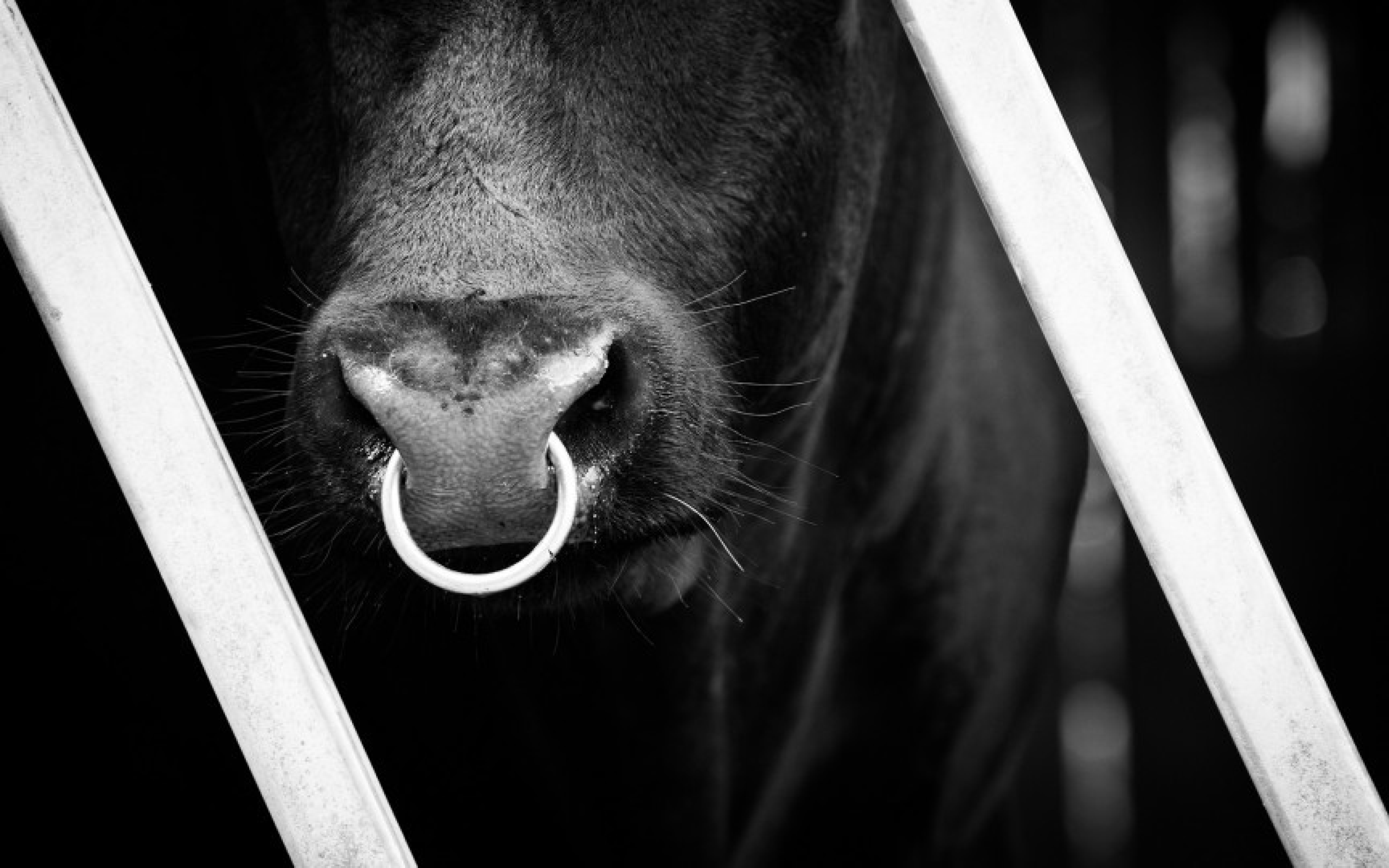 BULL LEADS &amp; RESTRAINT DEVICES