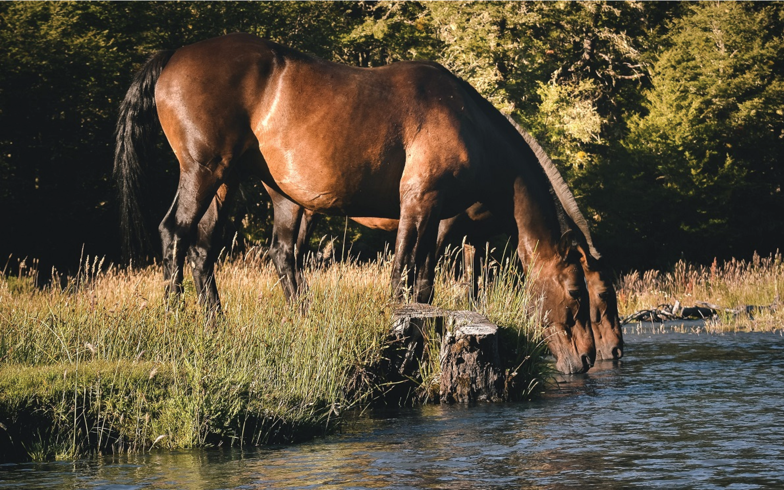 EQUINE SUPPLIES