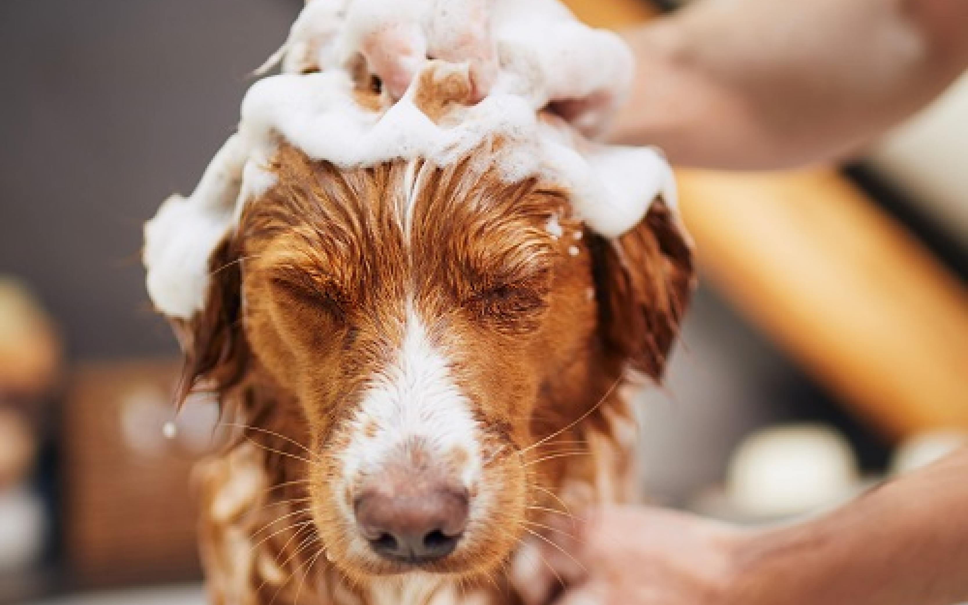 PET GROOMING SUPPLIES