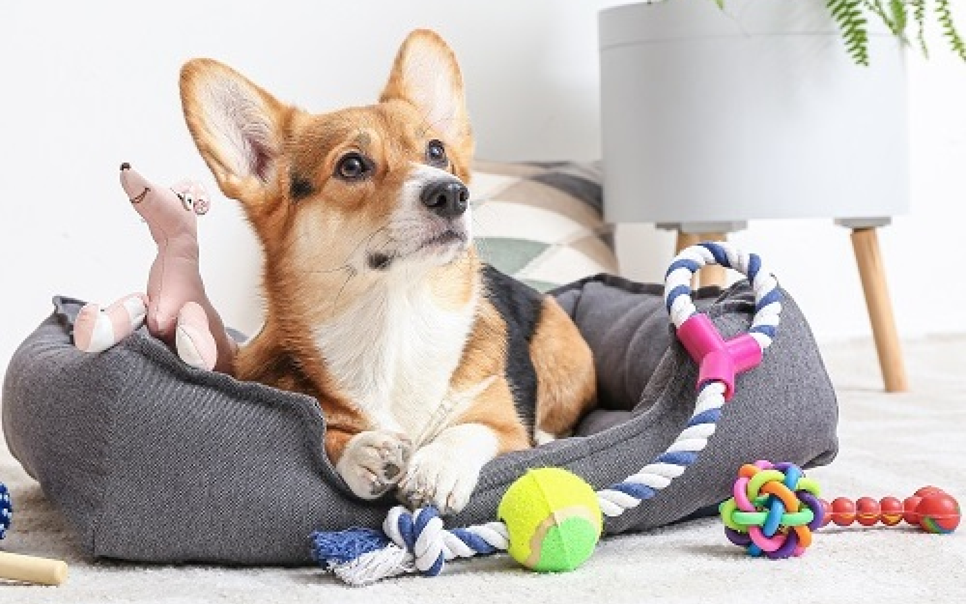 DOG TOYS