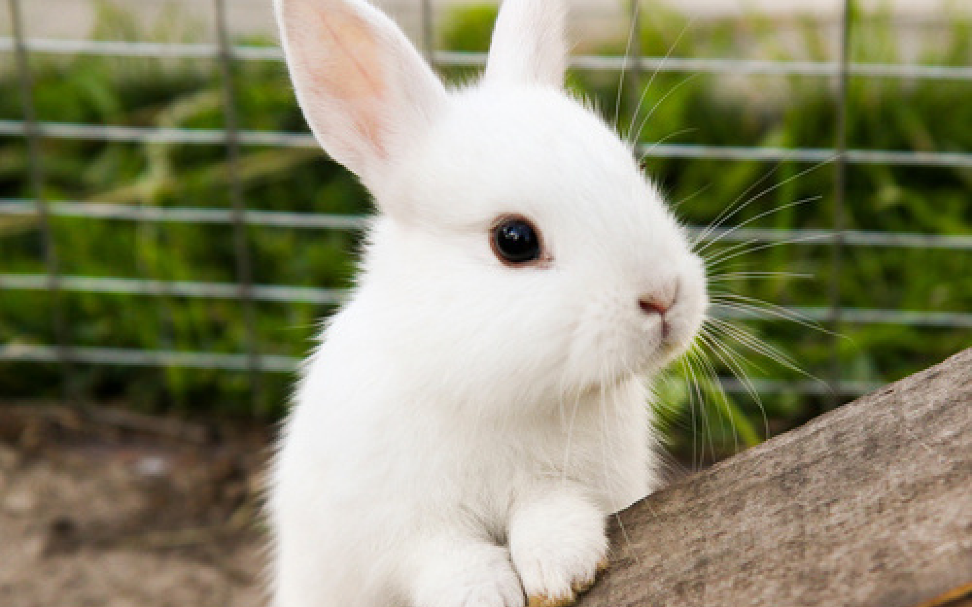 RABBIT SUPPLIES