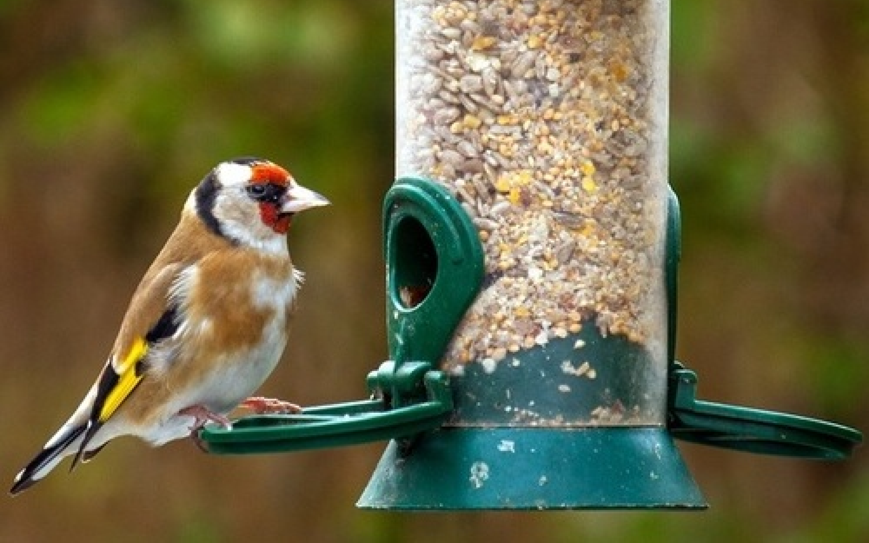 BIRD SUPPLIES