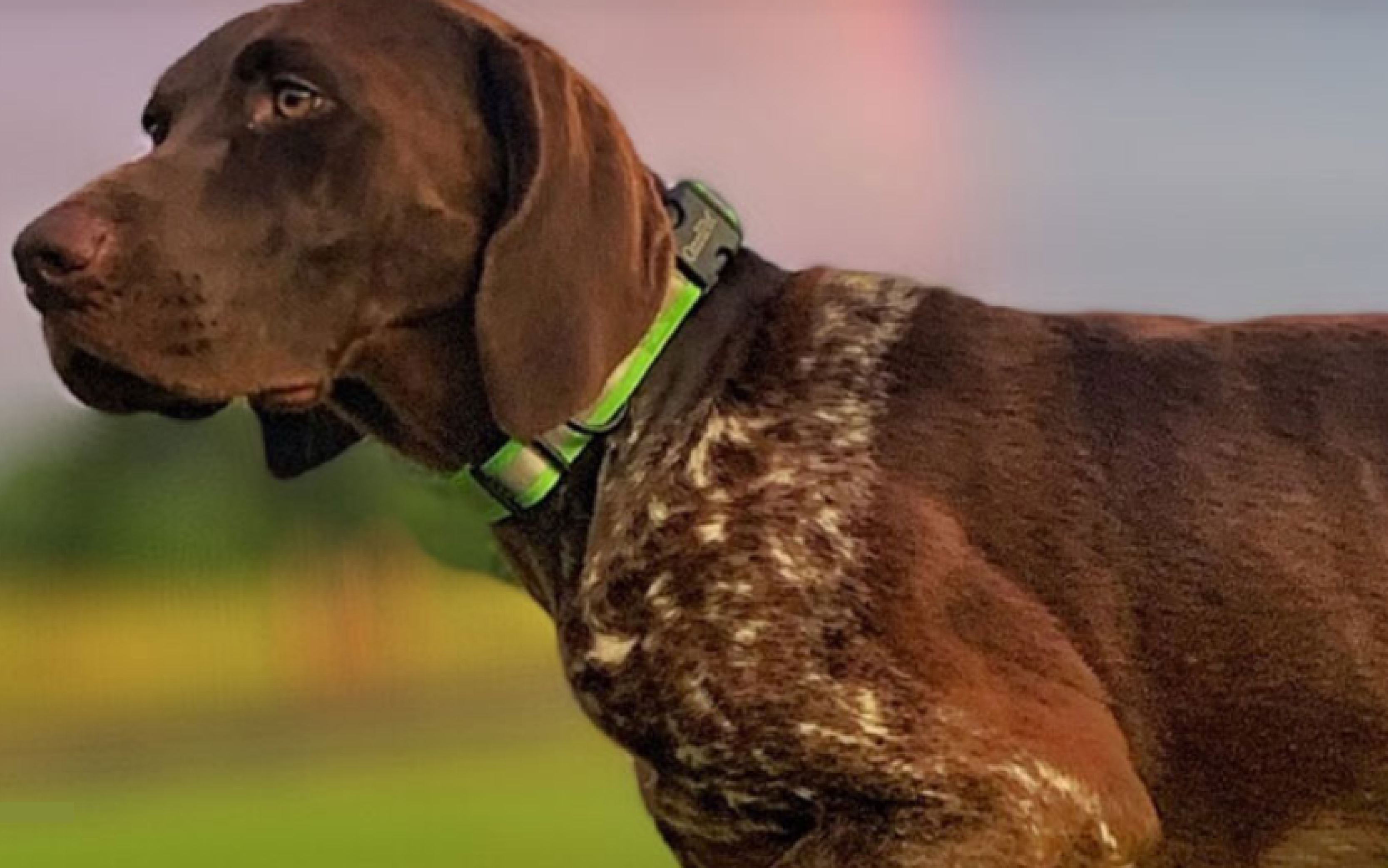 DOG COLLARS