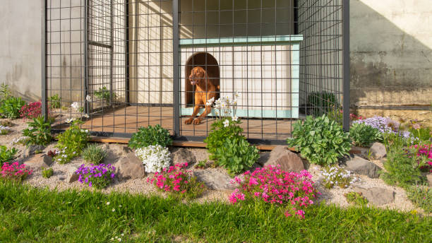 DOG PENS OUTSIDE